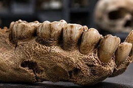 Neanderthal, i denti fossili svelano un popolo più vario del previsto