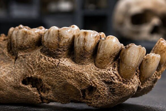 Neanderthal, i denti fossili svelano un popolo più vario del previsto