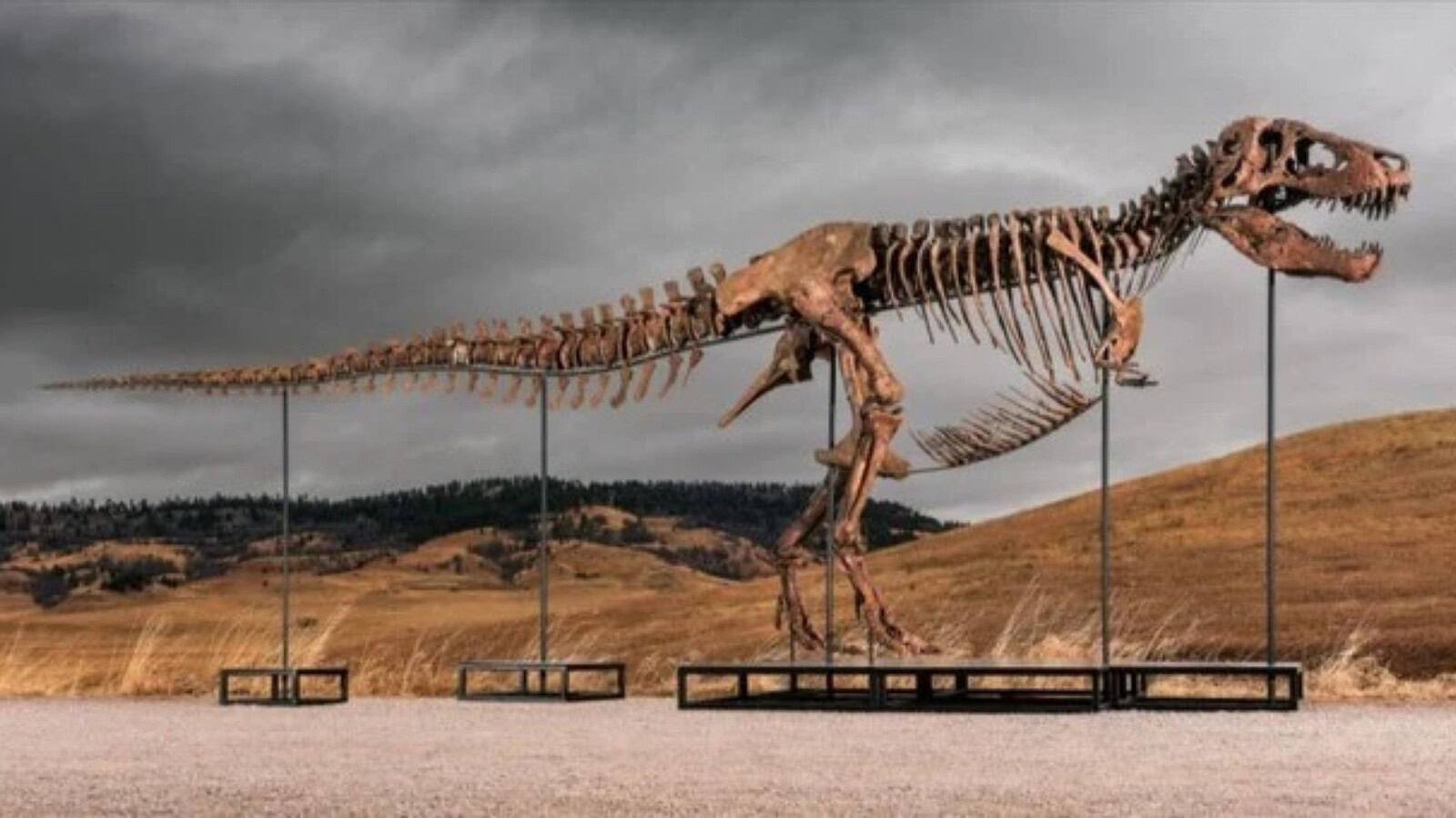T-Rex all'asta da Sotheby's per 30 milioni: i paleontologi sono in allarme