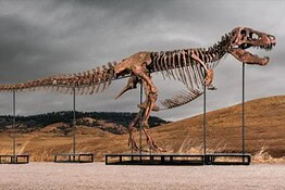 T-Rex all’asta da Sotheby’s per 30 milioni: i paleontologi sono in allarme