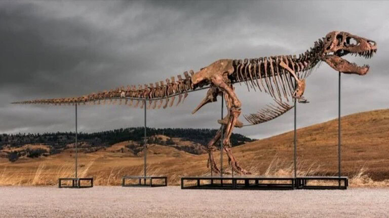 T-Rex all'asta da Sotheby's per 30 milioni: i paleontologi sono in allarme