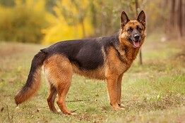 Vista dei cani: la scienza sfata il mito del bianco e nero