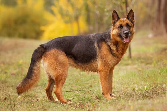 Vista dei cani: la scienza sfata il mito del bianco e nero