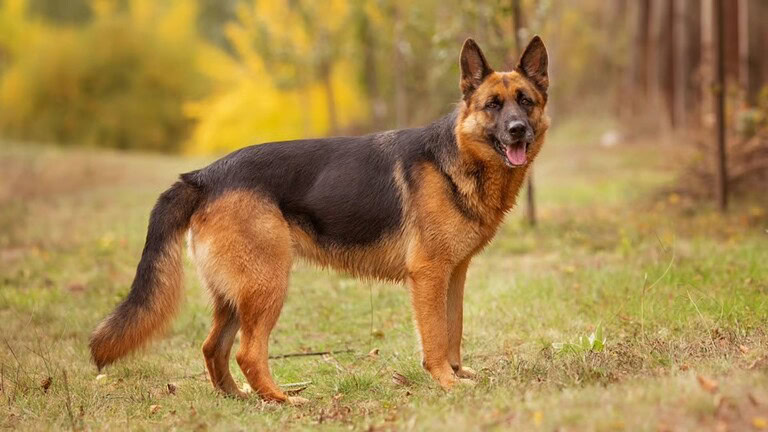Vista dei cani: la scienza sfata il mito del bianco e nero