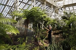 Estinzione piante e funghi: 30.000 specie a rischio secondo Kew