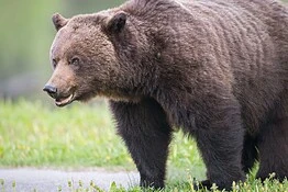 Non è l’orso l’animale più pericoloso nei campeggi: lo studio canadese