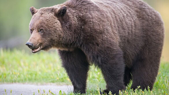 Non è l’orso l’animale più pericoloso nei campeggi: lo studio canadese