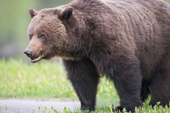 Non è l’orso l’animale più pericoloso nei campeggi: lo studio canadese