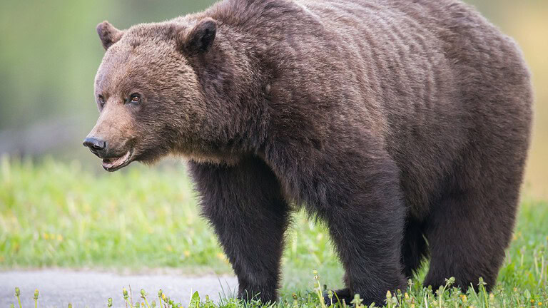 orso canadese