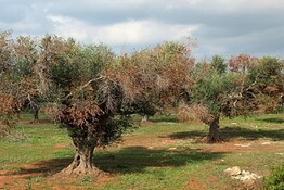 Batterio mette in ginocchio gli uliveti: a Roma il vertice tra ricerca e agricoltori