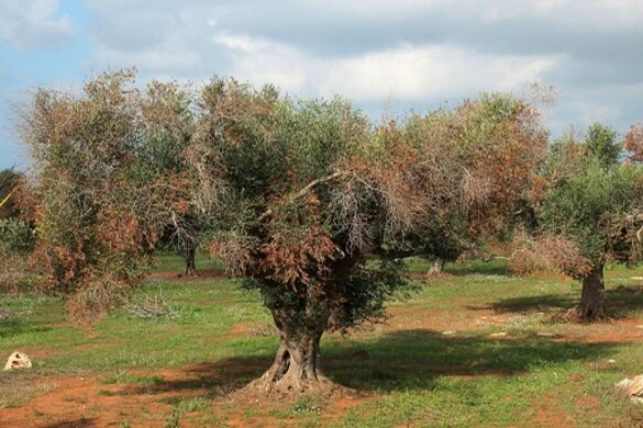 Batterio mette in ginocchio gli uliveti: a Roma il vertice tra ricerca e agricoltori