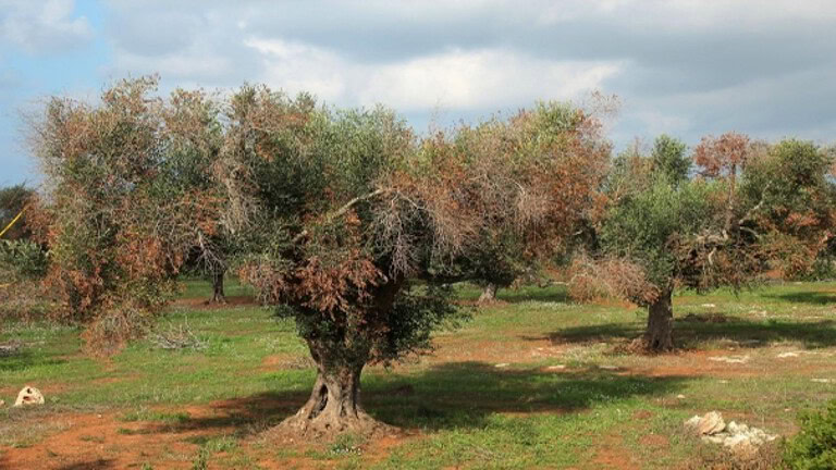 Batterio mette in ginocchio gli uliveti: a Roma il vertice tra ricerca e agricoltori