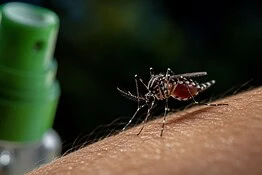 Zanzare si abituano al repellente: la scoperta shock