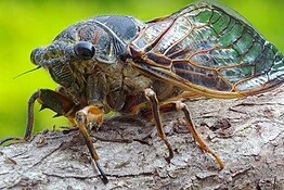 Cicale, perché solo i maschi cantano e cosa nascondono sottoterra