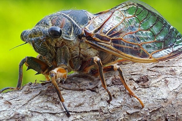 Cicale, perché solo i maschi cantano e cosa nascondono sottoterra