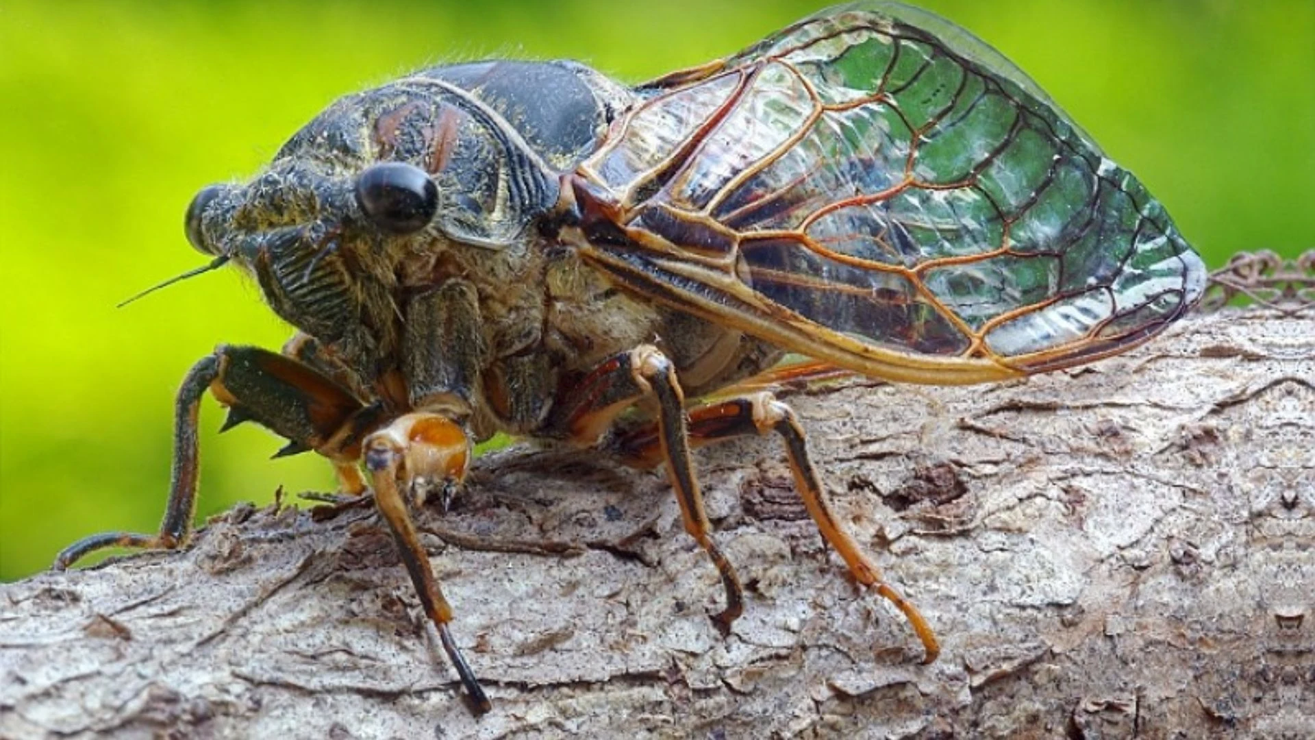Cicale, perché solo i maschi cantano e cosa nascondono sottoterra