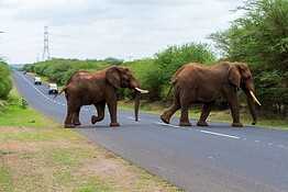 Elefanti e uomini in Africa: la guerra per la terra è iniziata