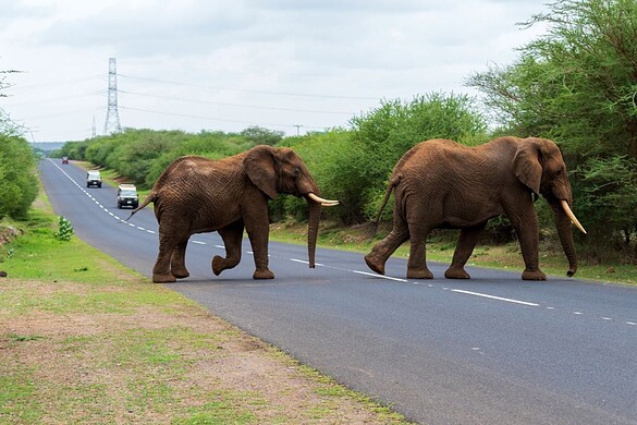 Elefanti e uomini in Africa: la guerra per la terra è iniziata
