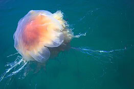 Meduse giganti a Cape Cod: spiagge sotto osservazione