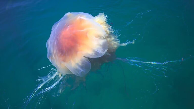 Meduse giganti a Cape Cod: spiagge sotto osservazione