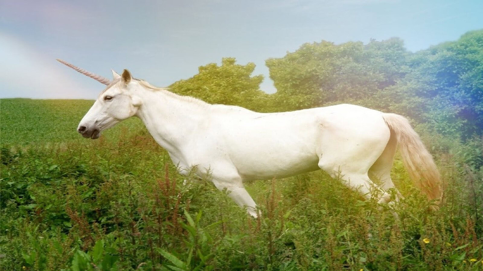 Unicorno, perché la biologia lo boccia: il mito è impossibile in natura