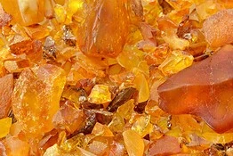 Ambra più antica del mondo: risale a 385 milioni di anni fa