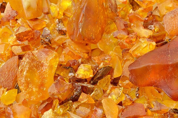 Ambra più antica del mondo: risale a 385 milioni di anni fa