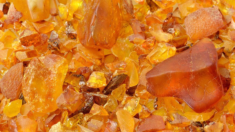 Ambra più antica del mondo: risale a 385 milioni di anni fa