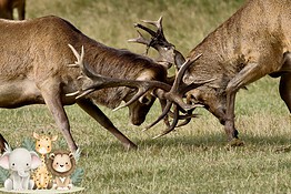 Come gli animali preparano la guerra prima dello scontro