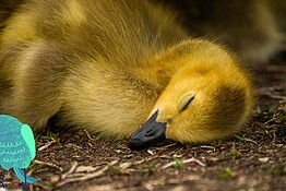 Uccelli che dormono in volo: il segreto del sonno uniemisferico
