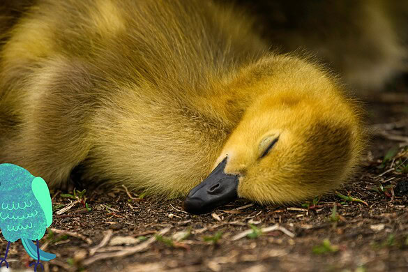 Uccelli che dormono in volo: il segreto del sonno uniemisferico