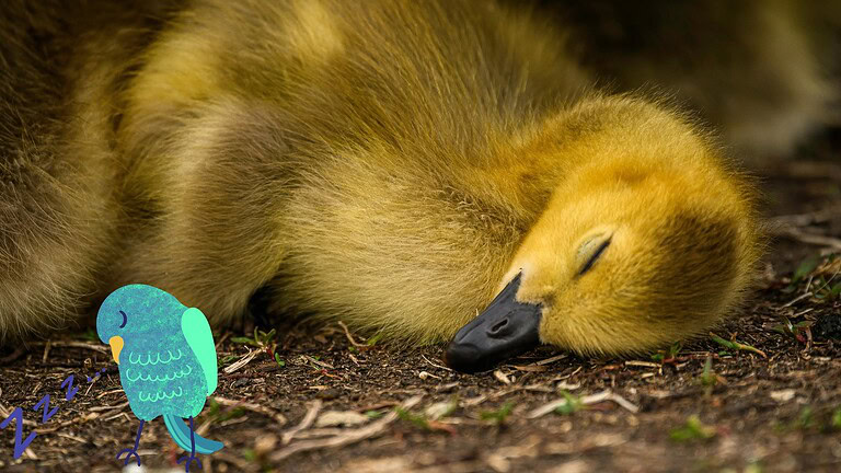 Uccelli che dormono in volo: il segreto del sonno uniemisferico