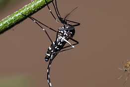 Zanzara tigre: ENEA e Google riducono le uova fertili dell’88%