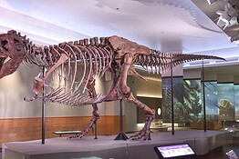 Cuccioli di T. rex: alla nascita più piccoli di un gatto