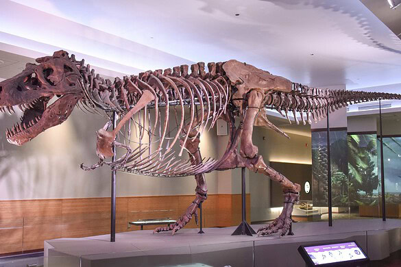 Cuccioli di T. rex: alla nascita più piccoli di un gatto