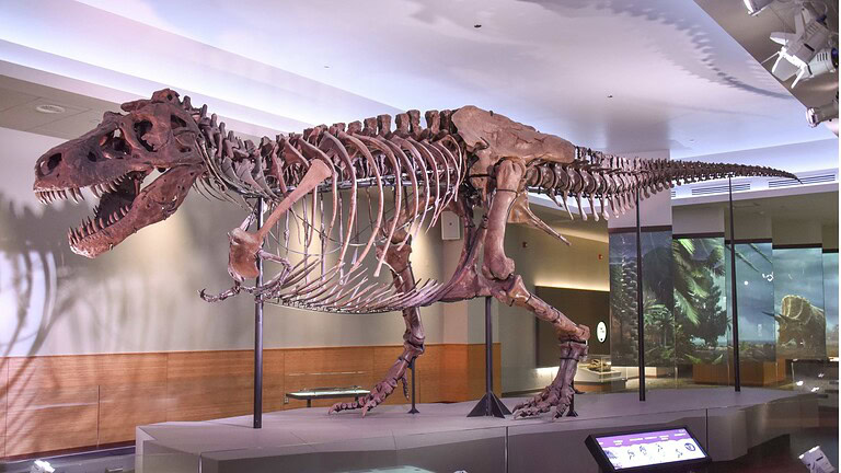 Cuccioli di T. rex: alla nascita più piccoli di un gatto