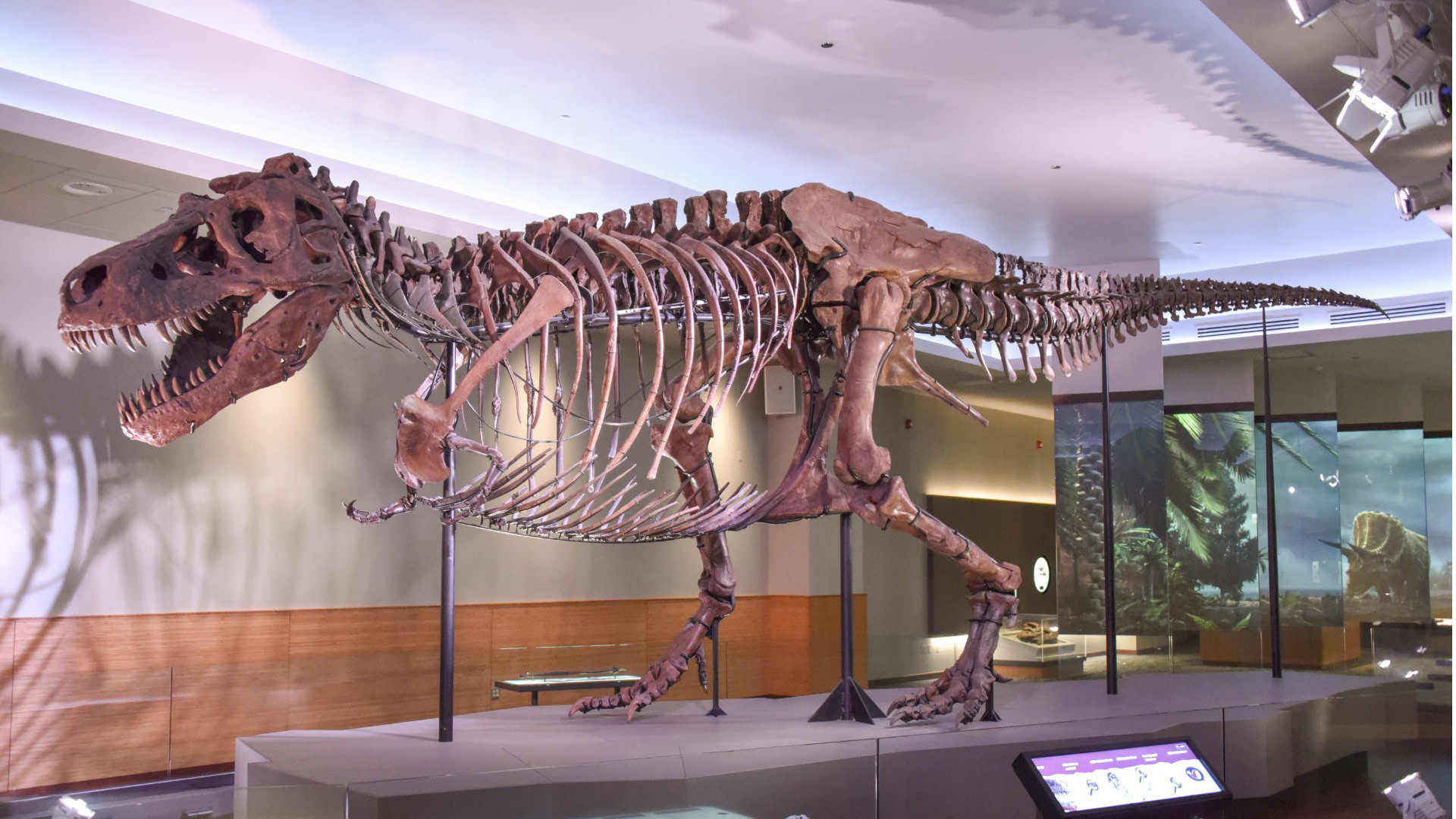 Cuccioli di T. rex: alla nascita più piccoli di un gatto