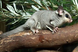 Grande marsupiale australiano: le sue planate sono sopravvalutate
