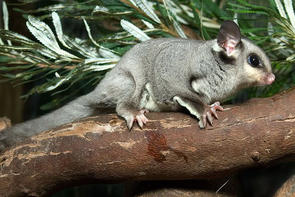 Grande marsupiale australiano: le sue planate sono sopravvalutate