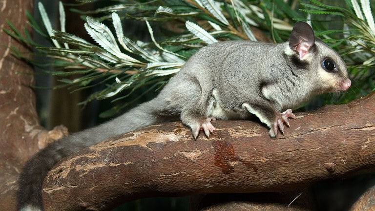 marsupiale australiano