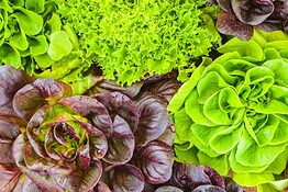 Cyclospora, allarme negli USA: a rischio insalate e Taco Bell