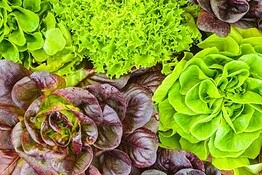 Cyclospora, allarme negli USA: a rischio insalate e Taco Bell