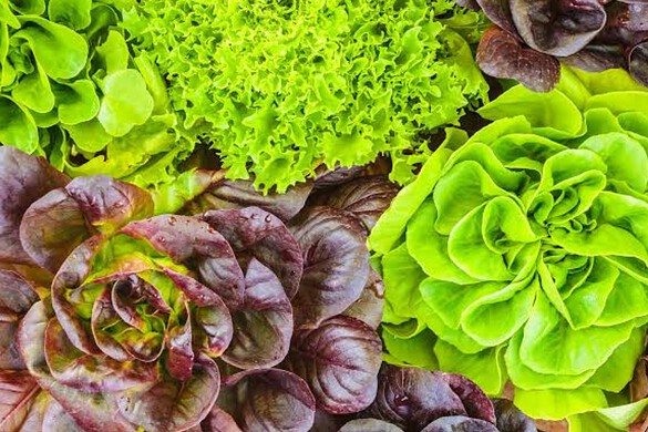 Cyclospora, allarme negli USA: a rischio insalate e Taco Bell