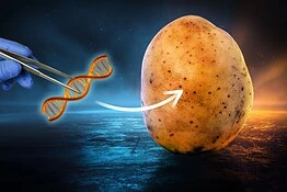 Gene umano in una patata: l’esperimento che ha spiazzato i ricercatori