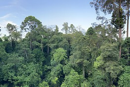 Alberi giganti e siccità, la scoperta in cima che riscrive la botanica