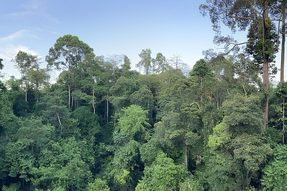 Alberi giganti e siccità, la scoperta in cima che riscrive la botanica
