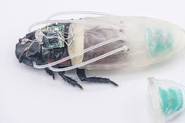 Blatte cyborg telecomandate resistono fino a 3 ore sott’acqua