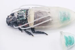 Blatte cyborg telecomandate resistono fino a 3 ore sott’acqua