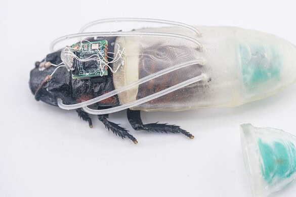Blatte cyborg telecomandate resistono fino a 3 ore sott’acqua