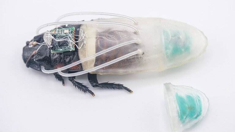Blatte cyborg